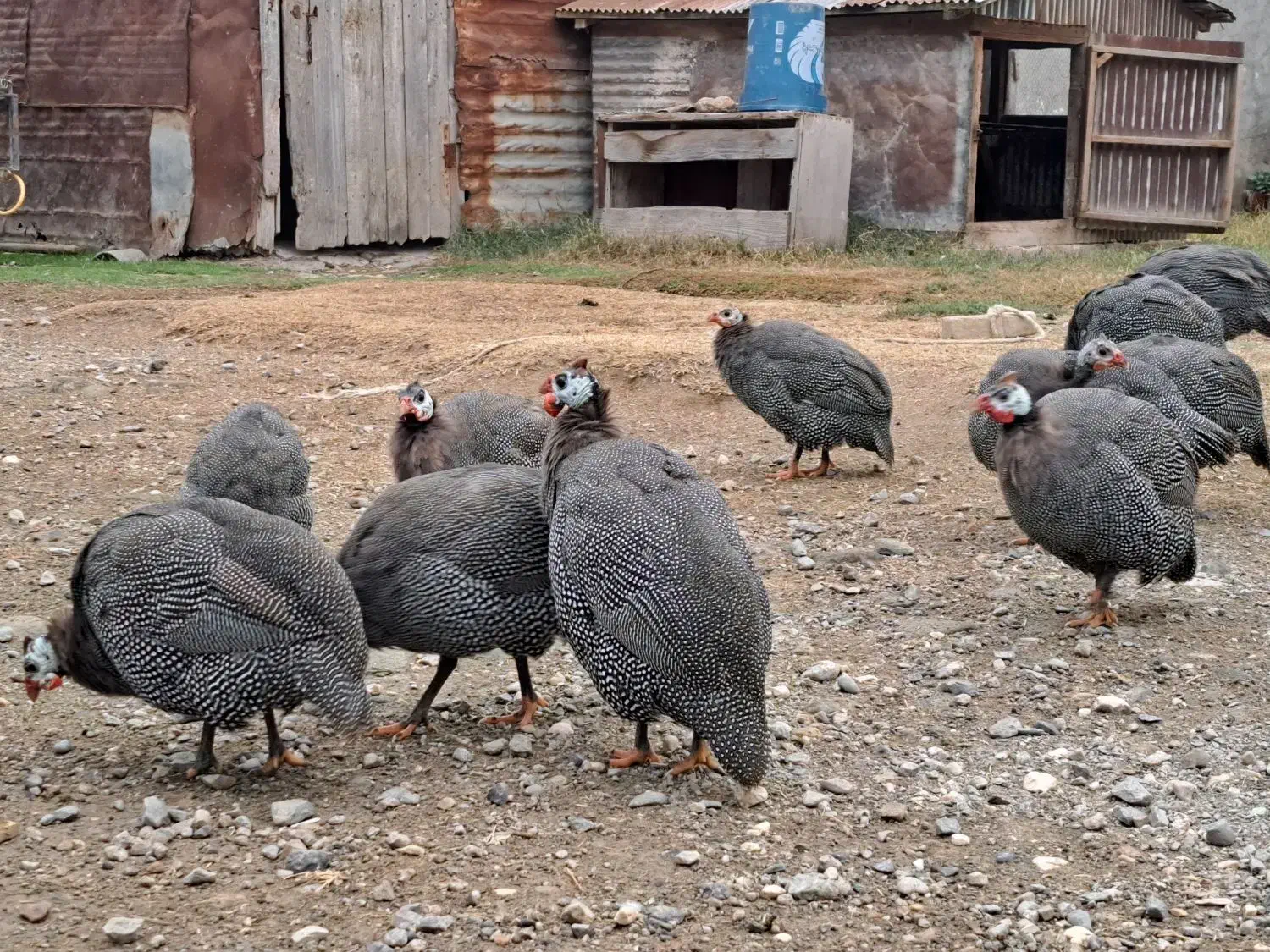 مرغ شاخدار|حیوانات مزرعه|گمیشان, |دیوار