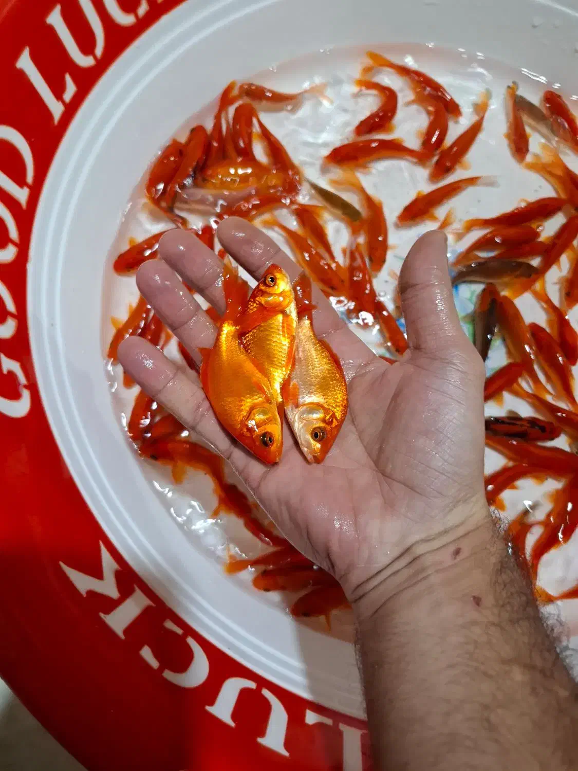 ماهی قرمز/طعمه/شکاف/گلدفیش/ماهی شب عید|ماهی|لنگرود, |دیوار