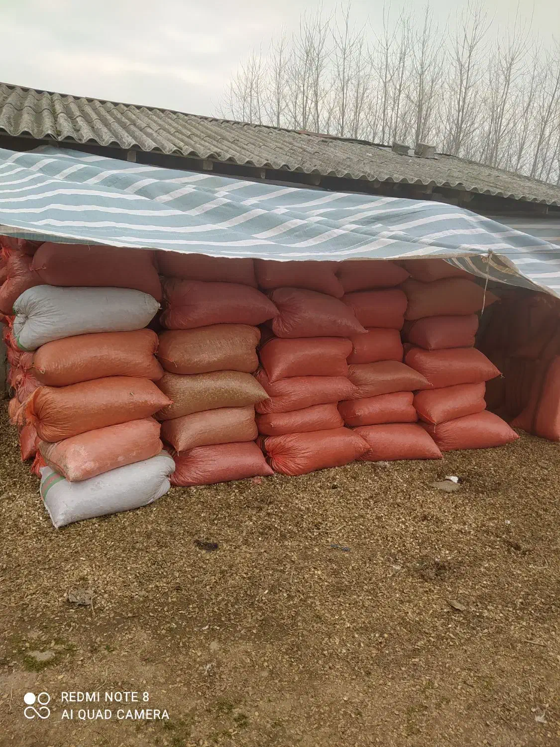 پوست بادوم زمینی|خدمات باغبانی و درختکاری|آستانه اشرفیه, |دیوار