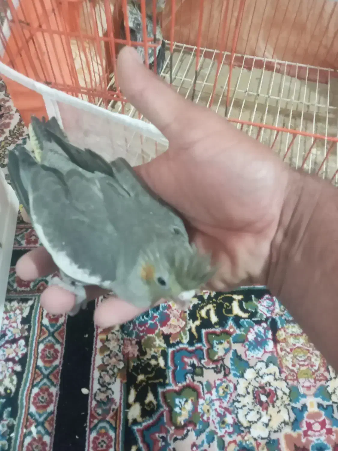 جوجه عروس هلندی|پرنده|زاهدان, |دیوار