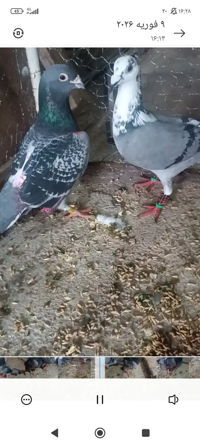 کبوتر|حیوانات|تربت‌حیدریه, پائین ولایت|دیوار