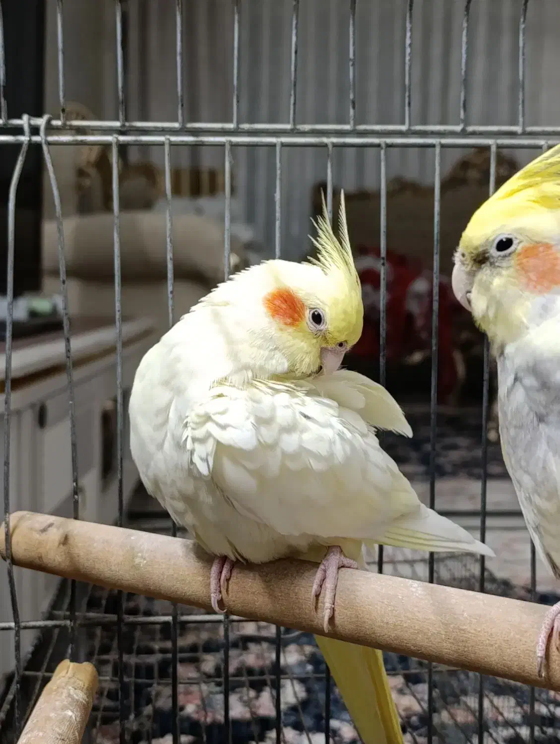 عروس هلندی لوتینو چشم شرابی ماده|پرنده|فردیس, شهرک ۱۱۰|دیوار