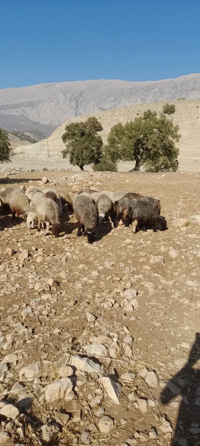 میش داشت|حیوانات مزرعه|دهدشت, |دیوار