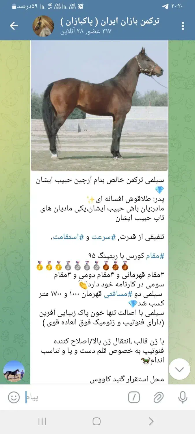 اسب ترکمن|اسب و تجهیزات اسبسواری|گنبد کاووس, |دیوار