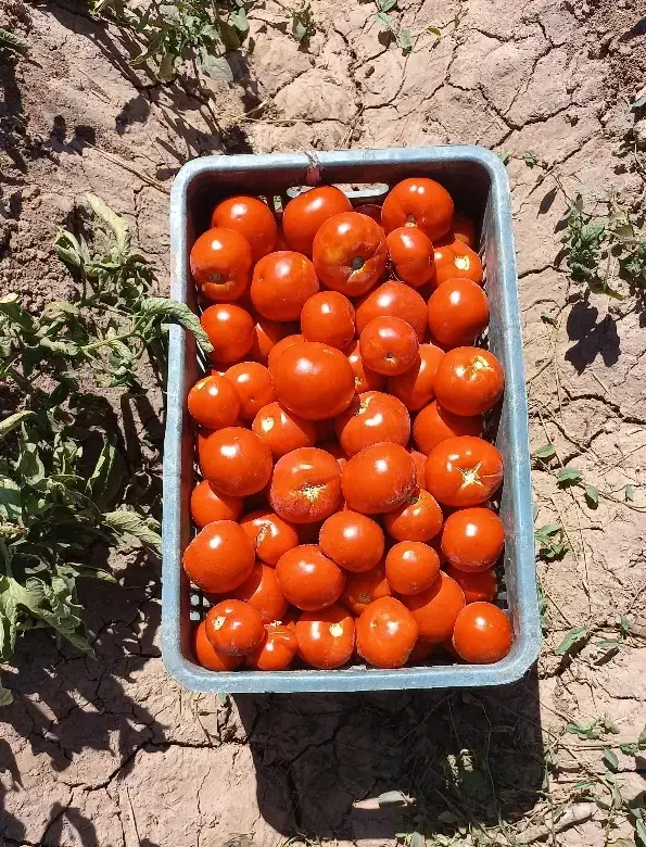 از سرزمین بخر گرجه خوب کیلو ۱۵تومن در روستای برغمد|عمدهفروشی|جوین, |دیوار