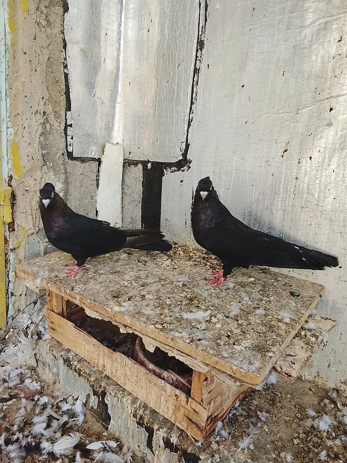 جفت صرب|پرنده|سیراف, |دیوار