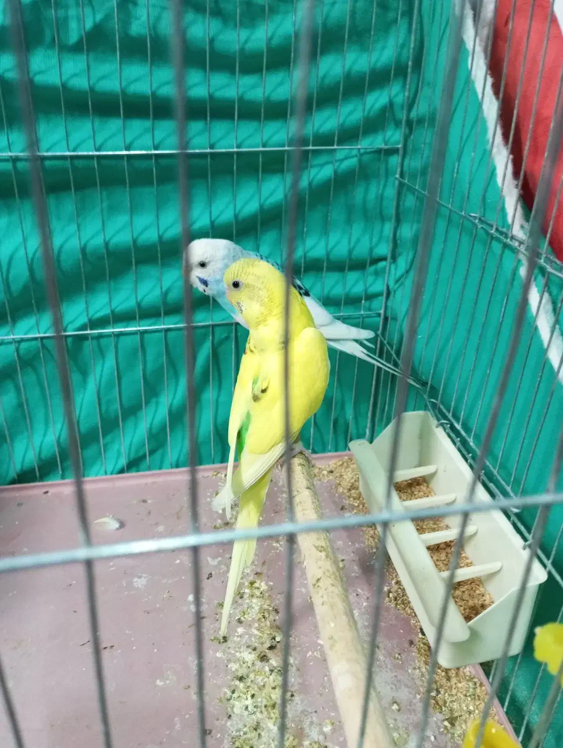 پرنده|پرنده|شیراز, شهرک فرهنگیان|دیوار