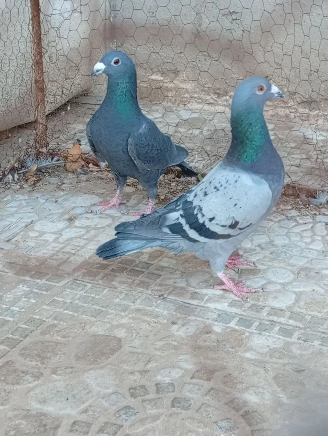 کفتر نر|حیوانات|خاش, |دیوار