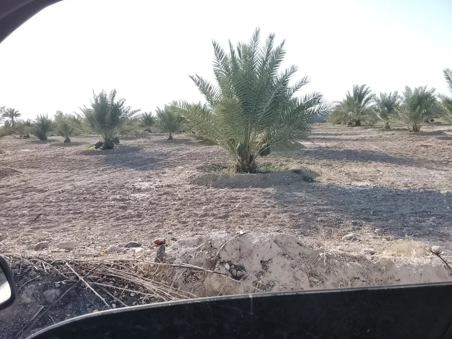 سلام اصلاح نخل دونه ای ۱۵۰|خدمات باغبانی و درختکاری|جهرم, |دیوار