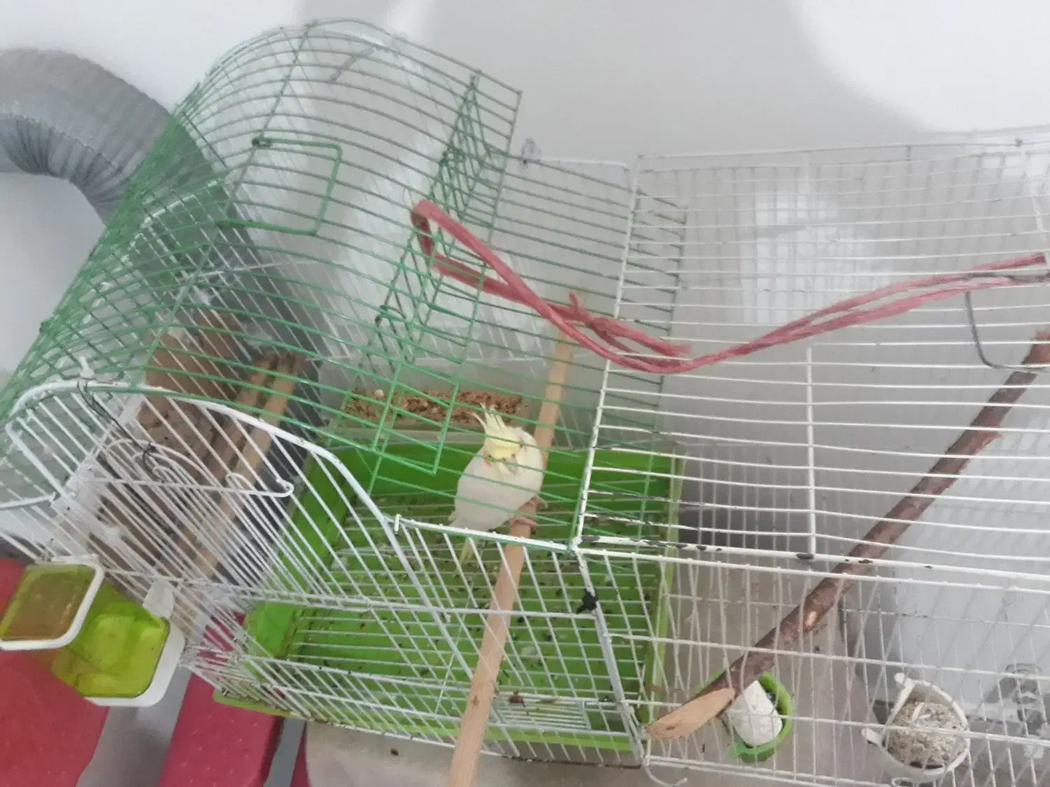 عروس هلندی ماده  زیبا سرحال|پرنده|اطاقور, |دیوار