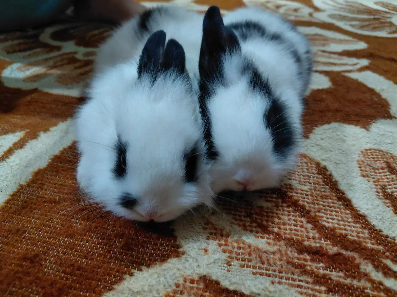 خرگوش لوپ پشمالو|موش و خرگوش|اهواز, اسلام آباد غربی|دیوار