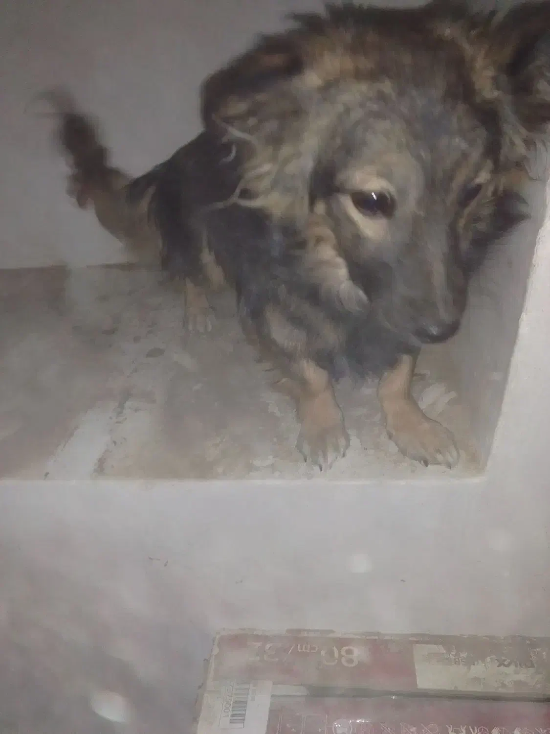 سگ پاکوتاه|سگ|مشگین شهر, |دیوار