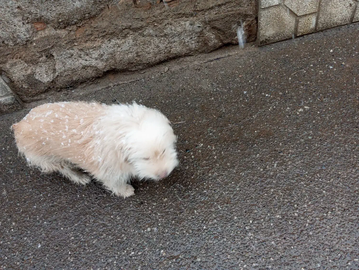 سگ شناسنامه دارشیتزو|سگ|سبزوار, قلعه‌نو دهزار|دیوار