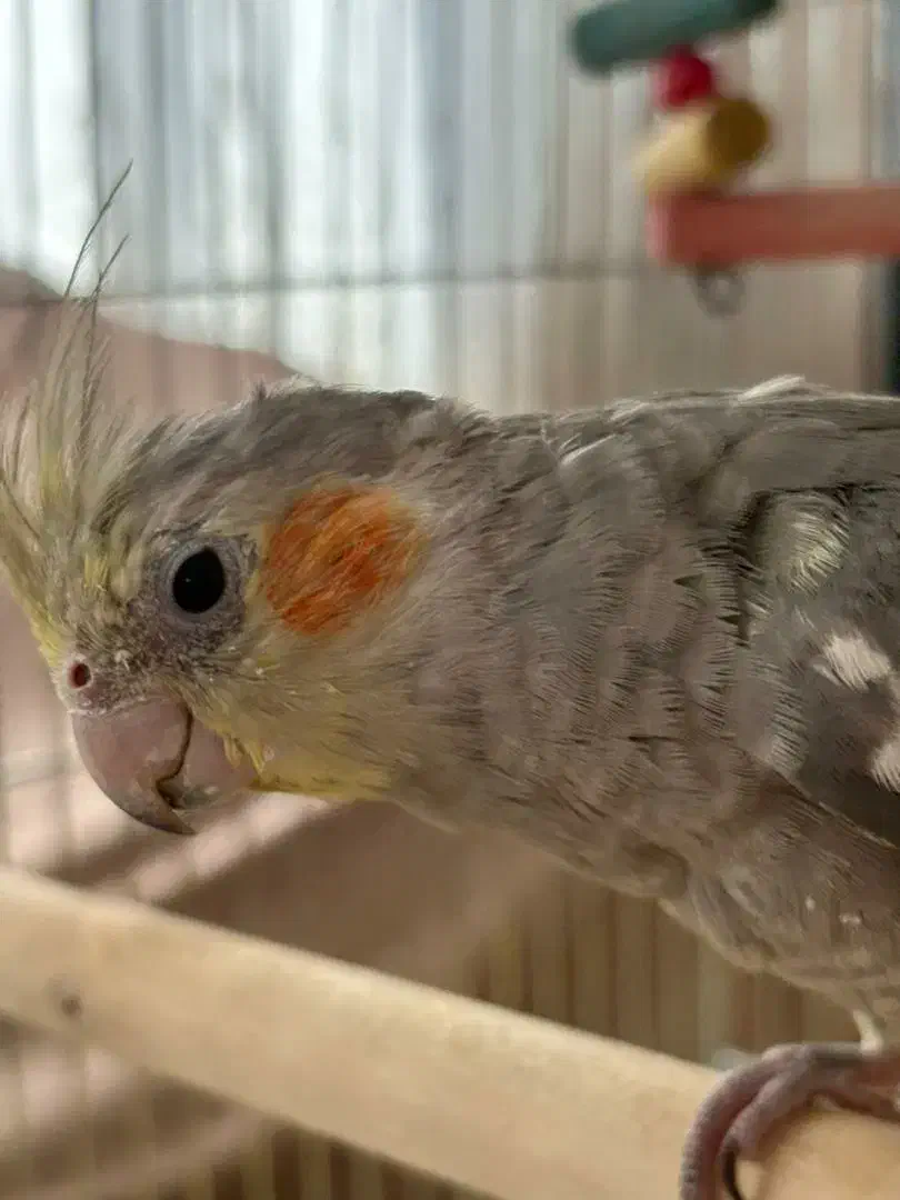 گمشده|حیوانات|سنندج, |دیوار