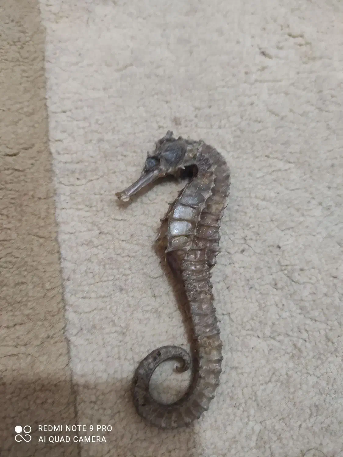 اسب آبی دکور|مجسمه، تندیس، ماکت|بوشهر, |دیوار