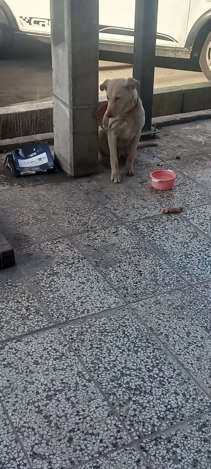 سگ پیدا شده|سگ|مشهد, الهیه|دیوار