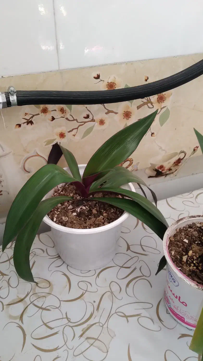 فروش گل طبیعی|گل و گیاه طبیعی|دورود, |دیوار