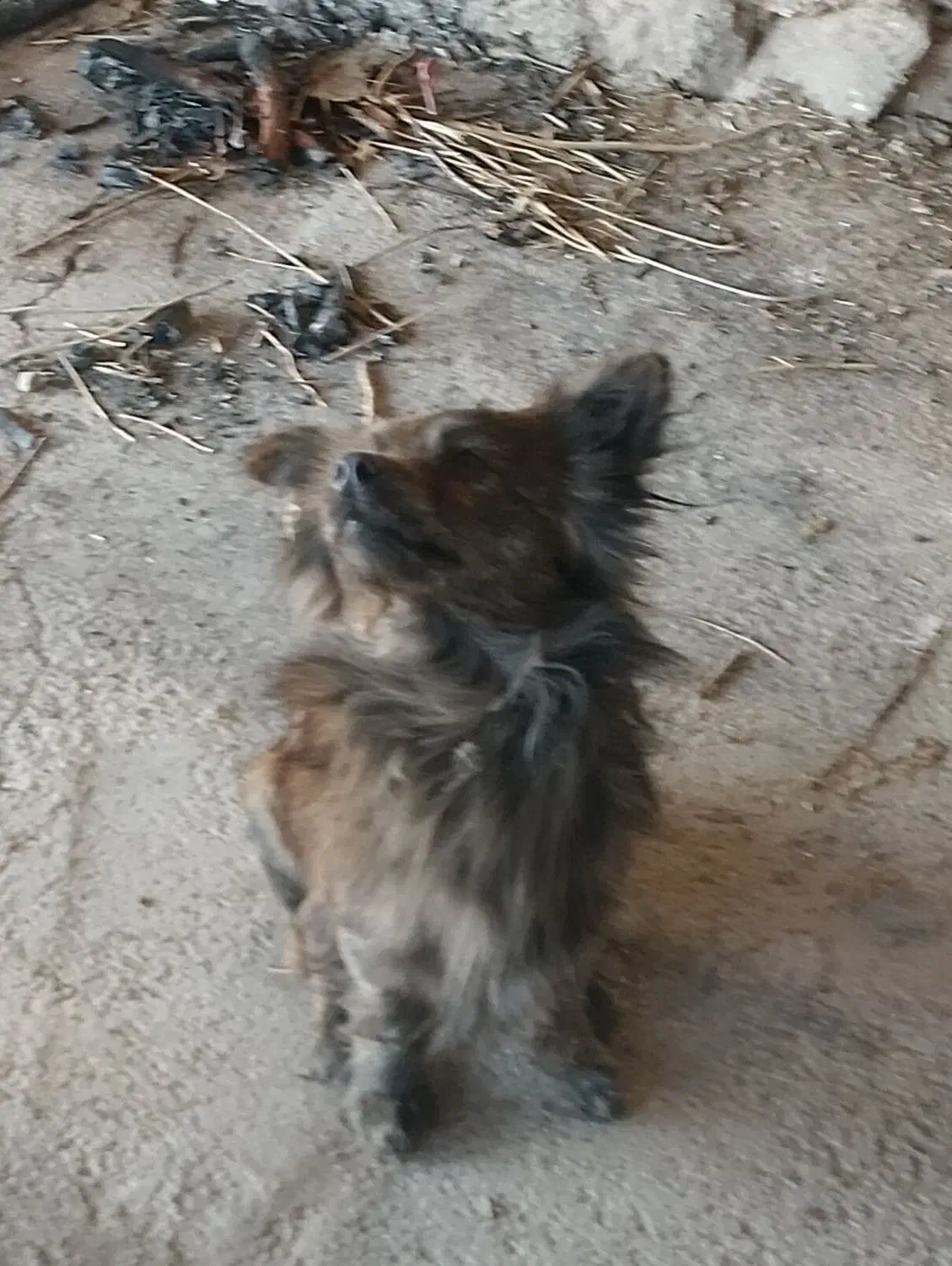 سگ گم شده|حیوانات|گلبهار, نوبهار|دیوار