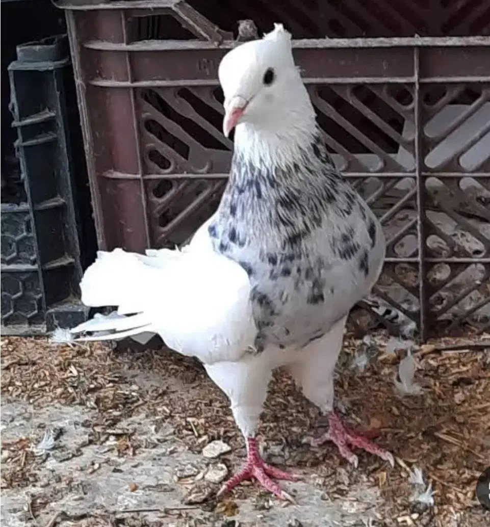 کفتر رنگی|پرنده|شهریار, شهریار|دیوار