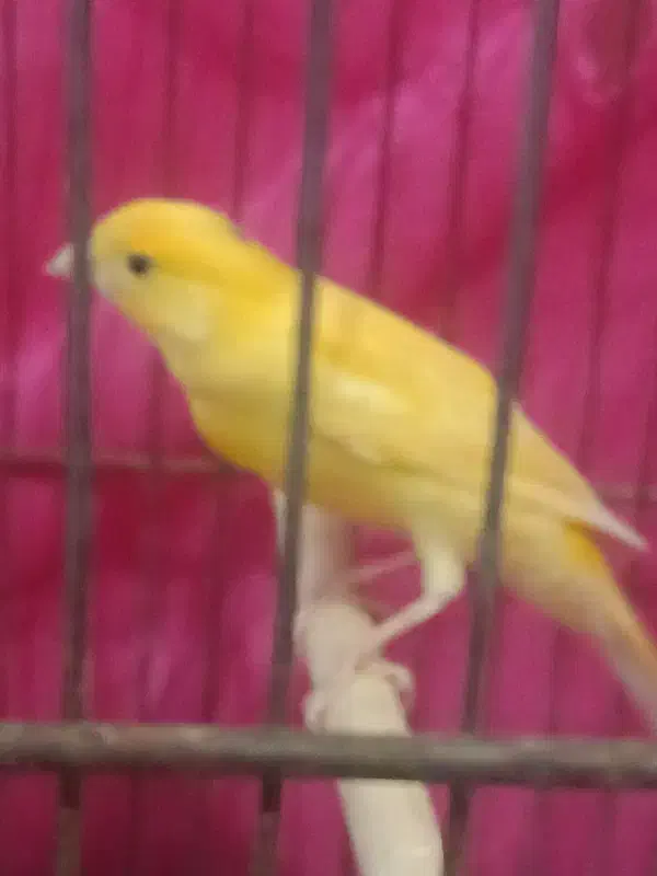 فروش قناری طلای دهن زن|پرنده|مرودشت, گندم|دیوار