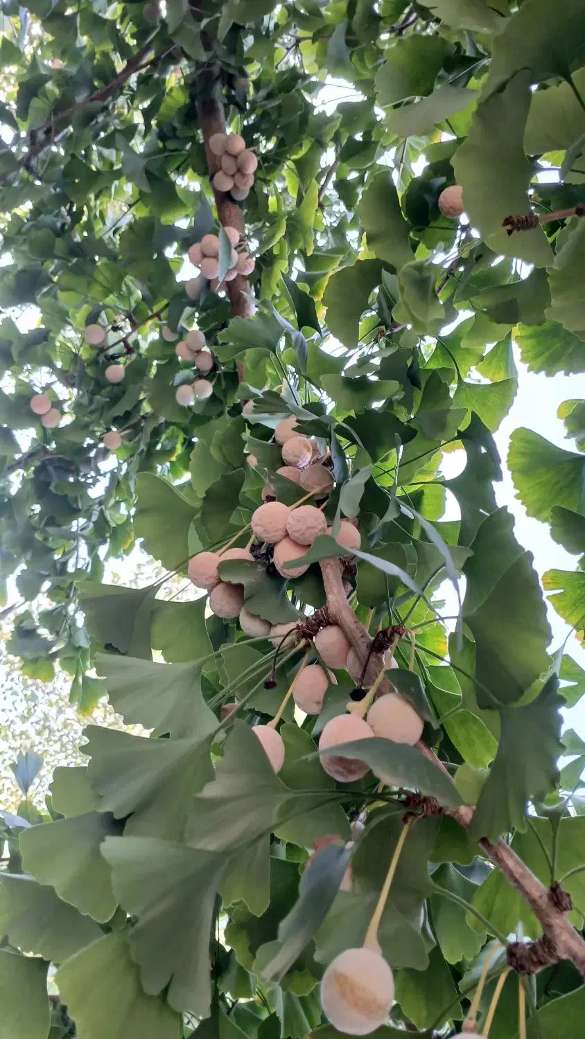 دانه ژینکو|آرایشی، بهداشتی، درمانی|تنکابن, |دیوار