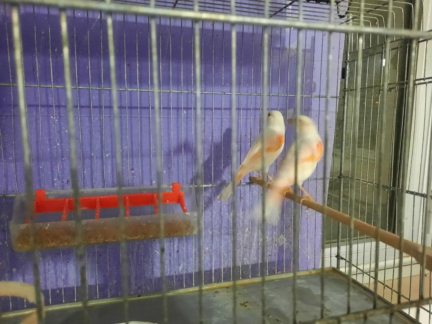 قناری موزاییکی اورجینال|پرنده|مشگین شهر, |دیوار