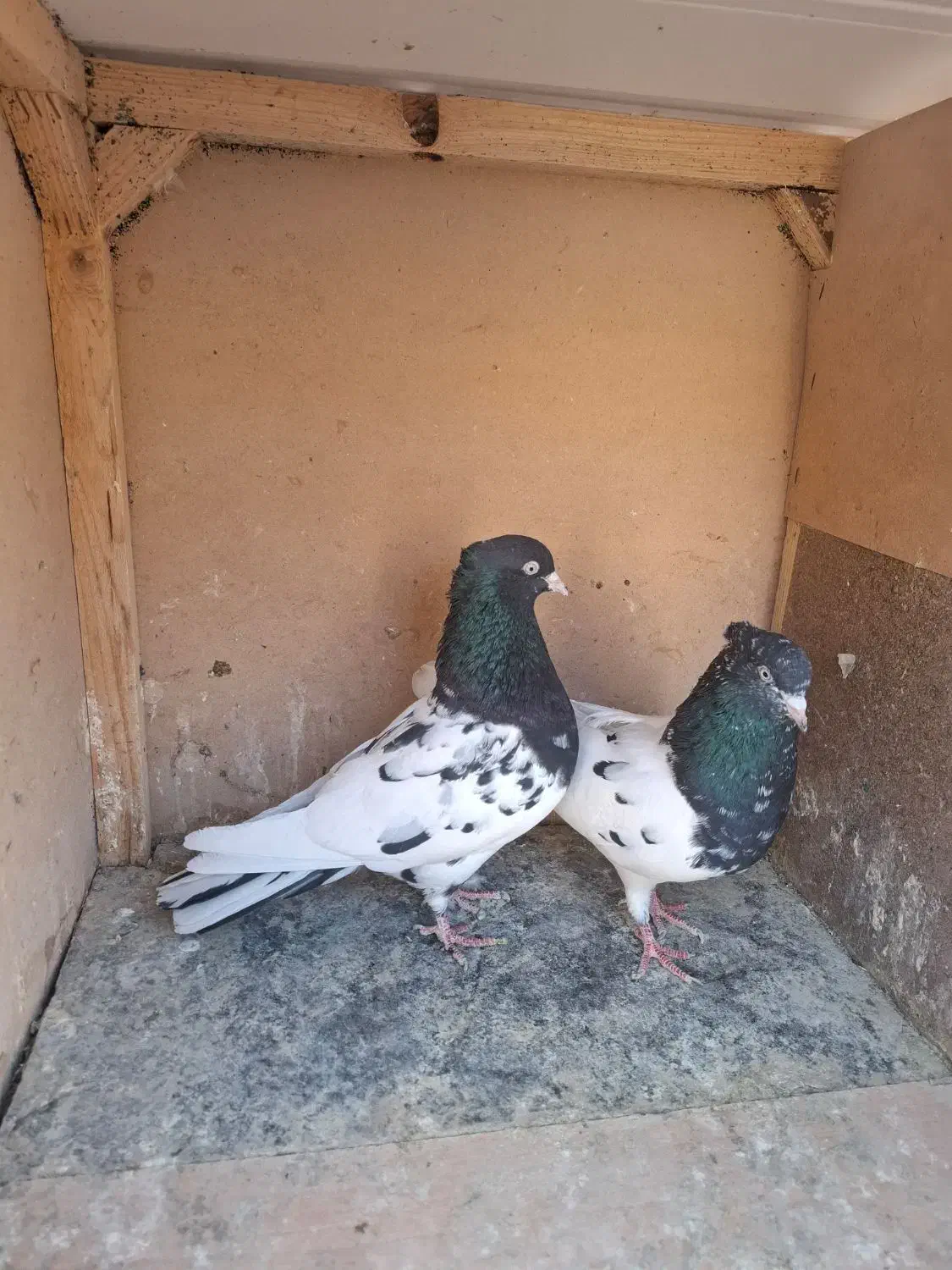 جفت کله سیاه و دو جوانه کاکلی|پرنده|فردوس (خراسان), |دیوار