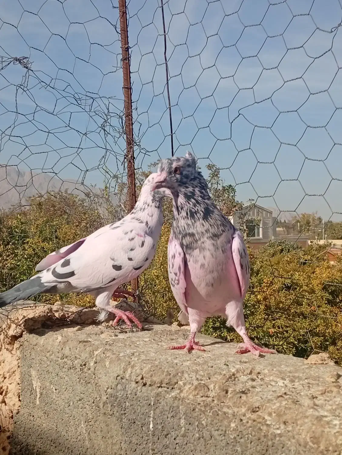 سرور و پلاکی|پرنده|حمیدیا, |دیوار