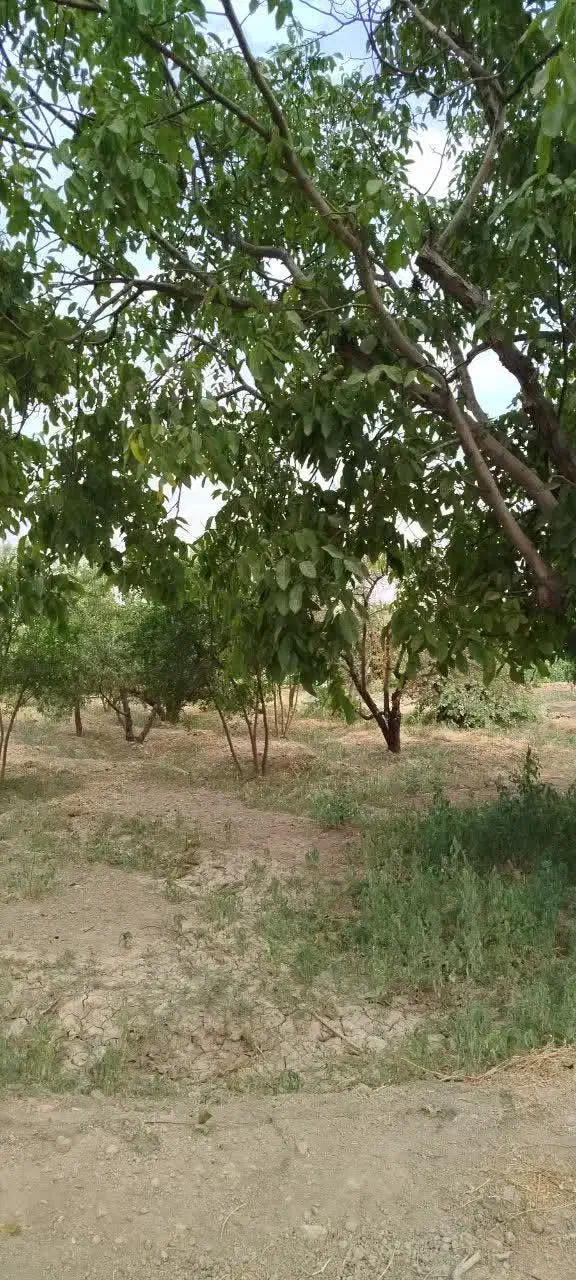 کارگر باغ|استخدام سرایداری و نظافت|رامجین, |دیوار