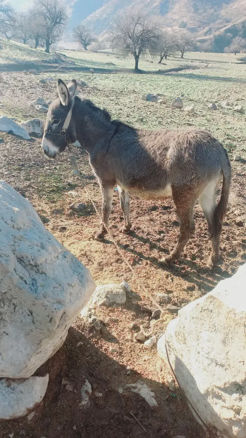 فروش الاغ|حیوانات مزرعه|دهدشت, |دیوار