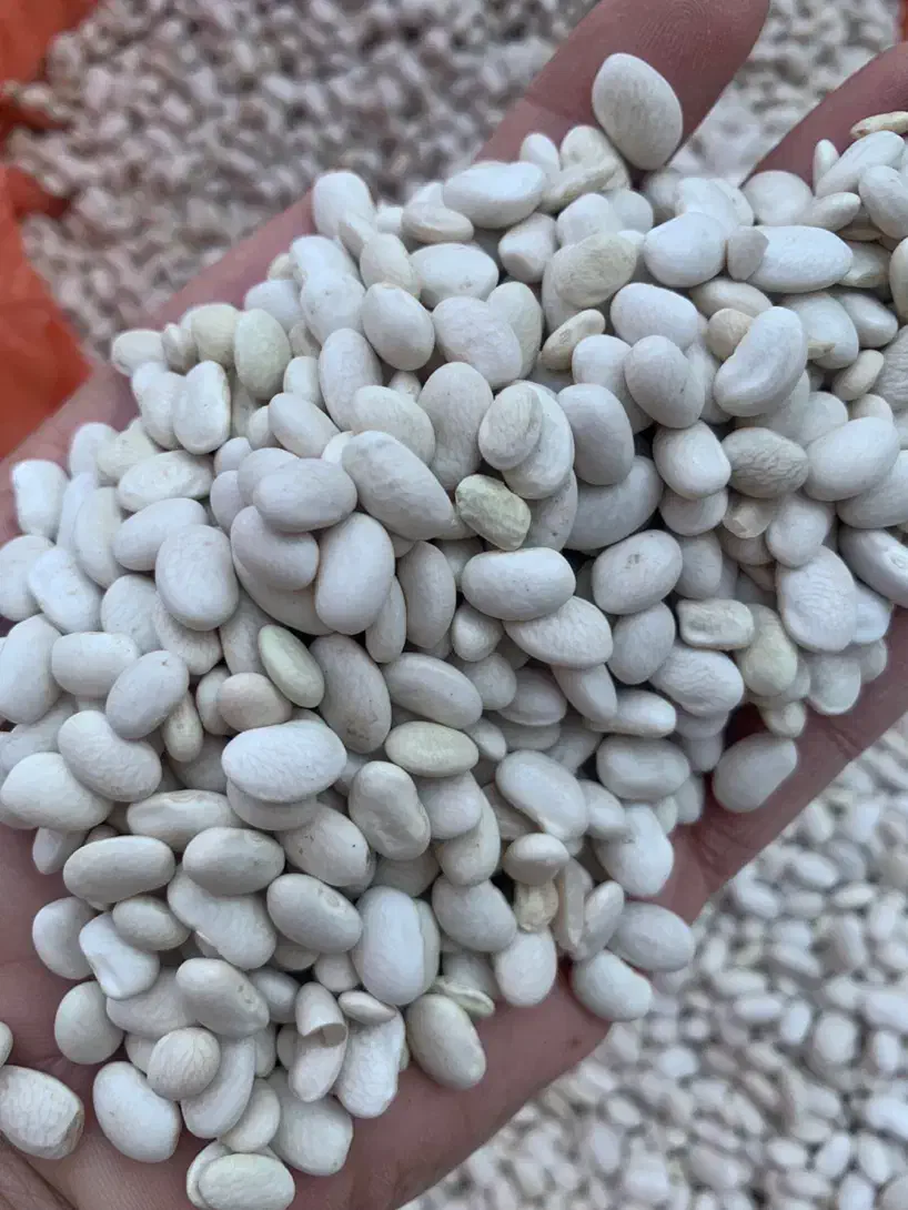 حبوبات|خوردنی و آشامیدنی|نکا, |دیوار