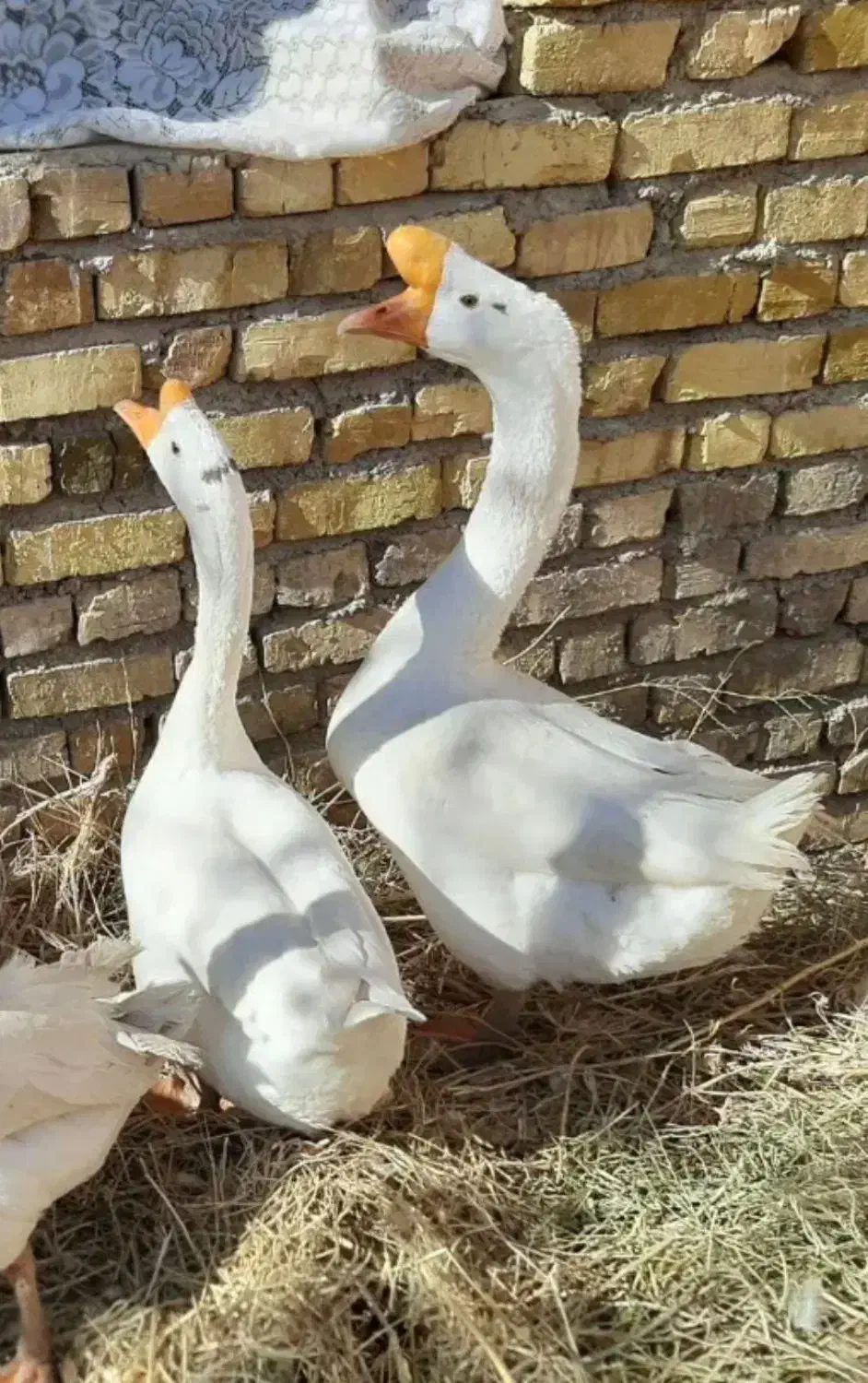 قو غاز چینی|حیوانات مزرعه|مشکین‌دشت, |دیوار