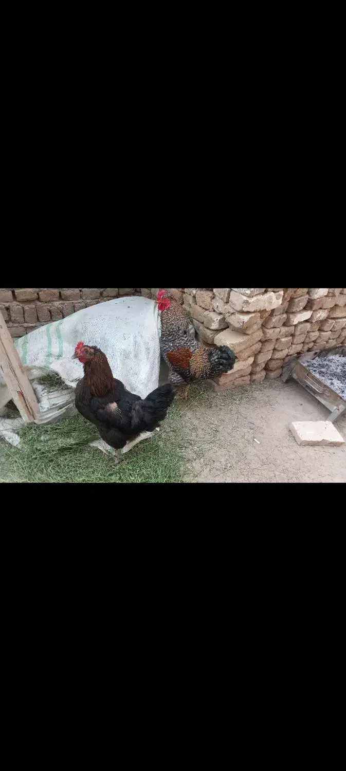 مرغ سیاه بی جوون|حیوانات مزرعه|مشکین‌دشت, |دیوار