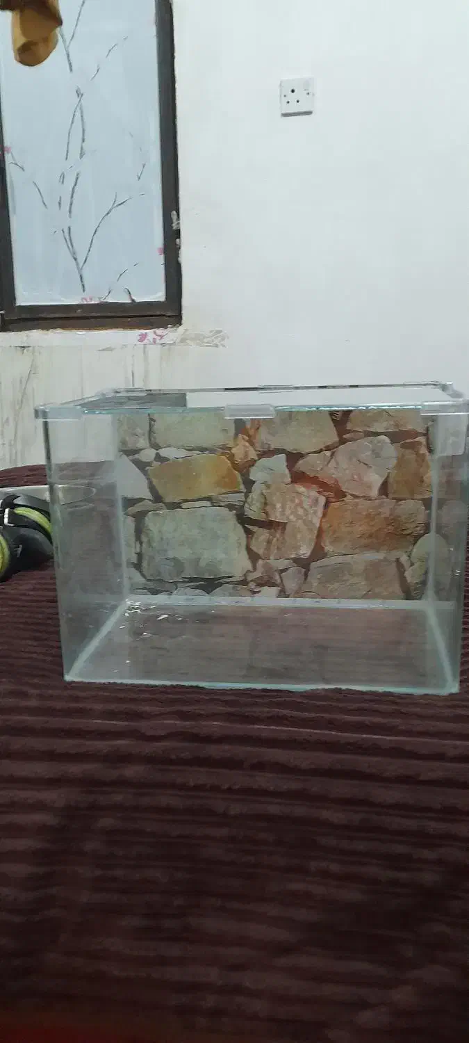 اکواریم|ماهی|شوش, |دیوار