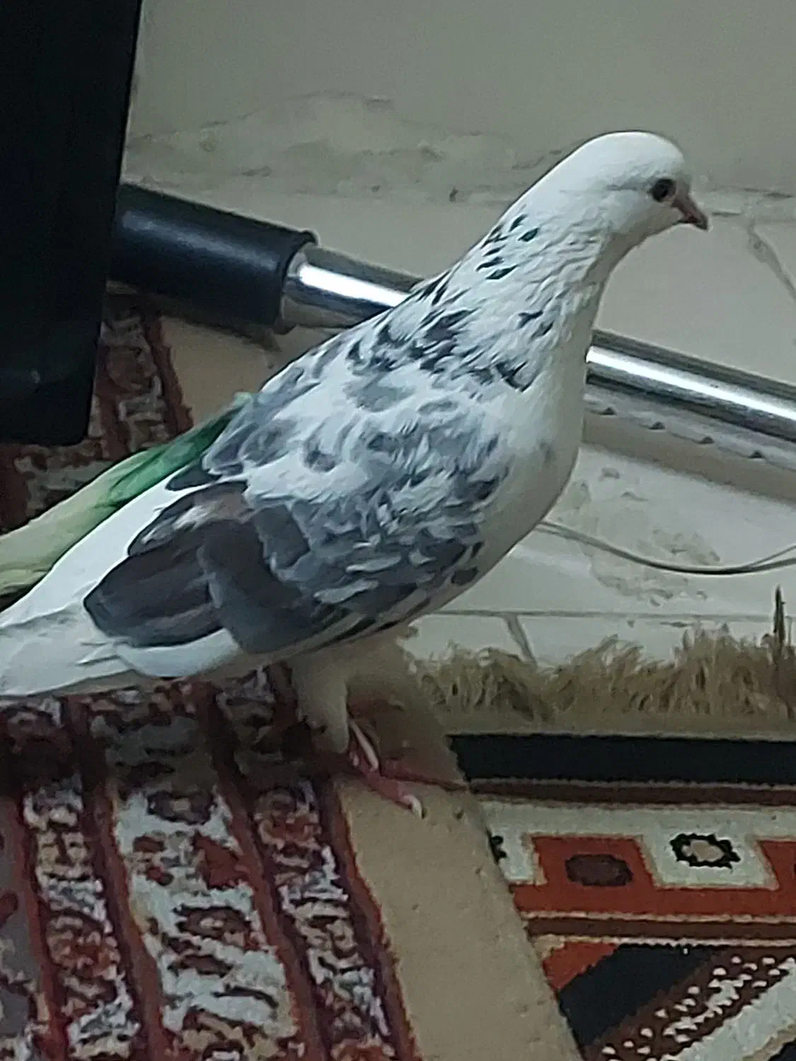 کبوتر گمشده|پرنده|تهران, جیحون|دیوار