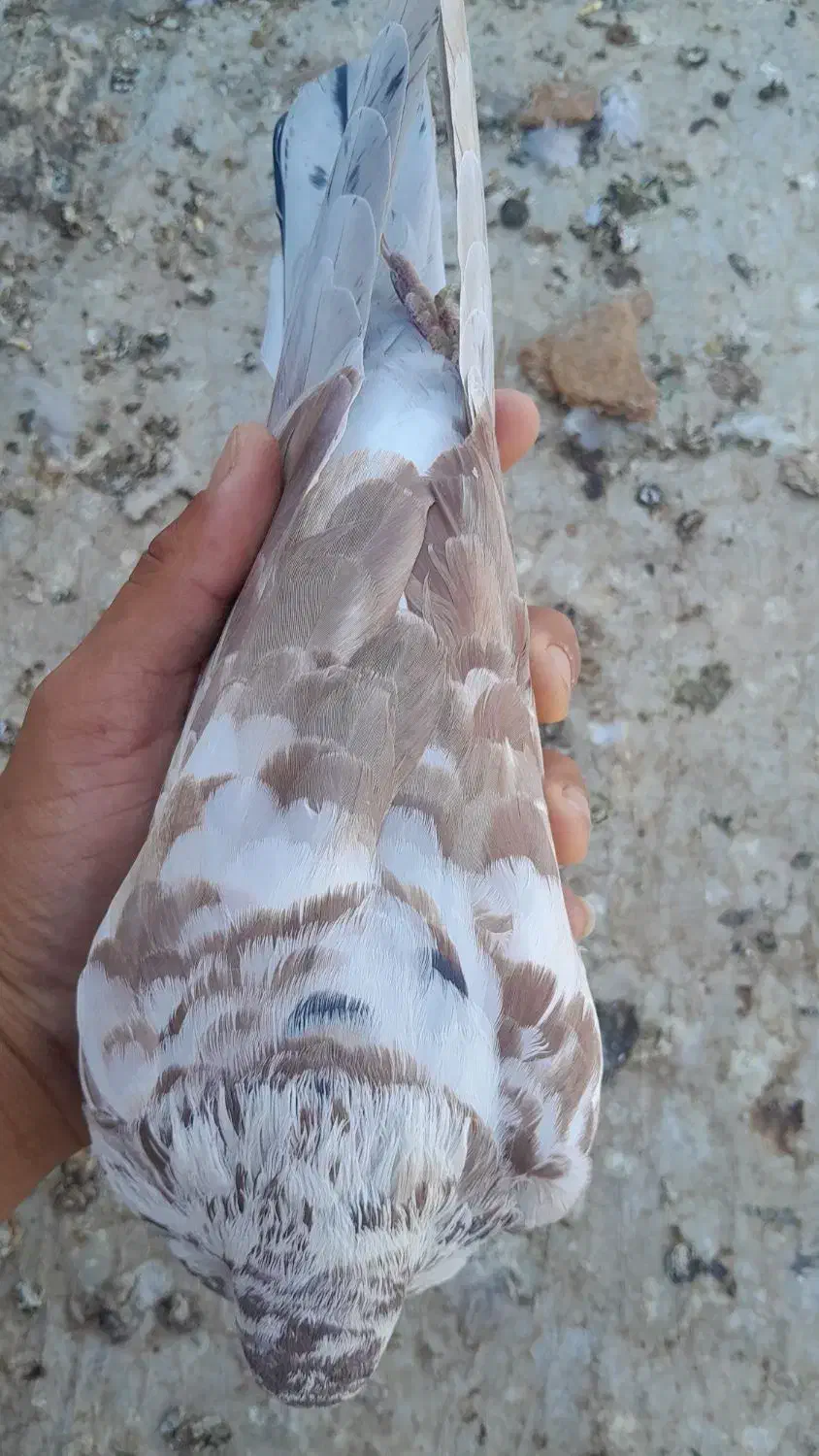 کبوتر‌گرگی‌ شیخی|پرنده|بندر ماهشهر, |دیوار