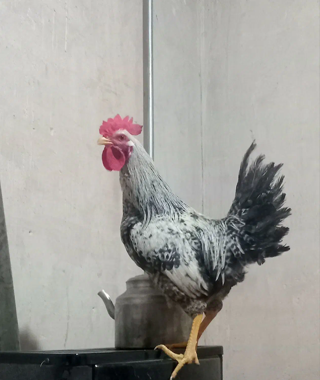 گمشده|حیوانات|اهر, |دیوار