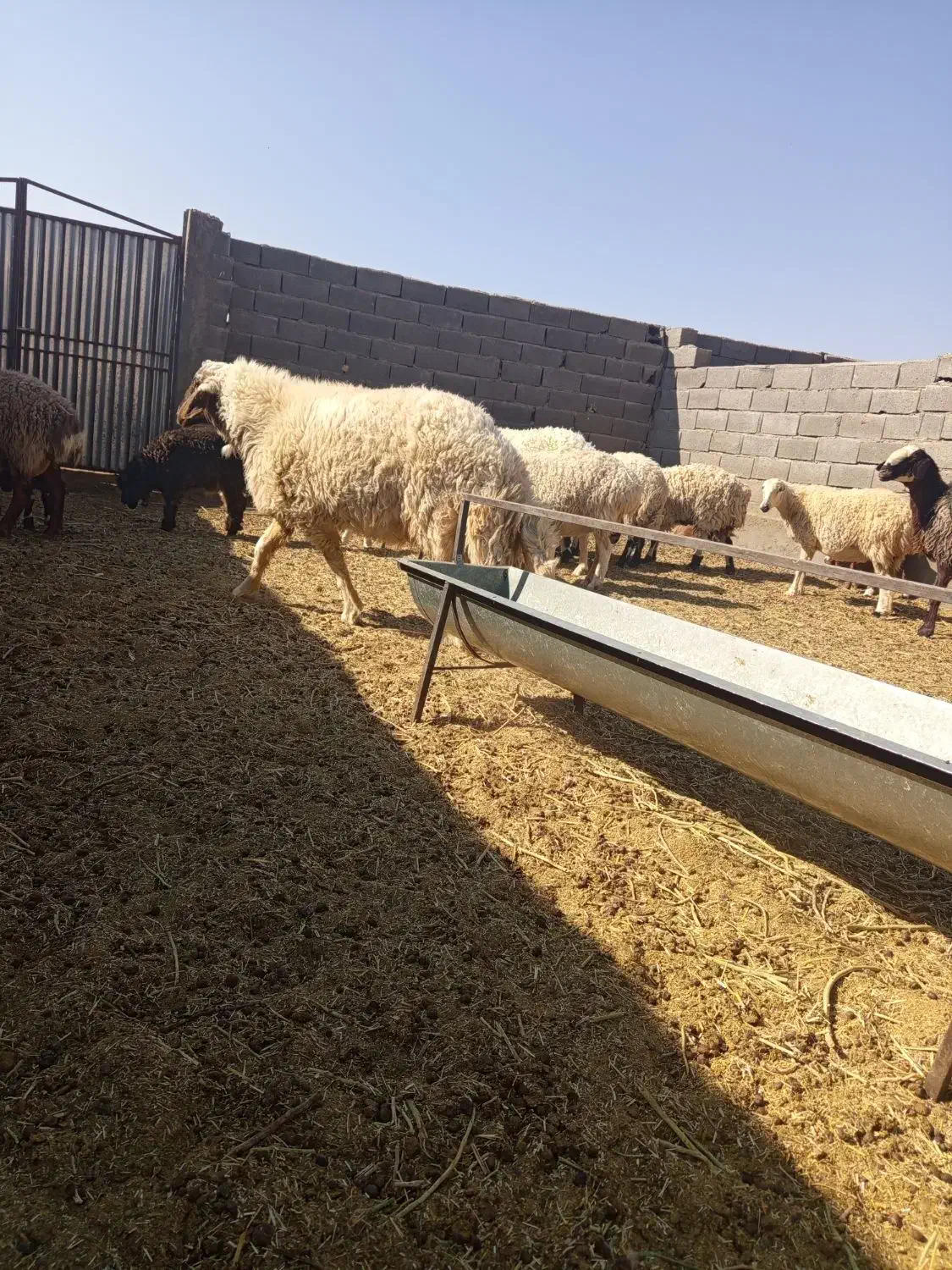 قوچ تخم|حیوانات مزرعه|جلگه ماژان, |دیوار