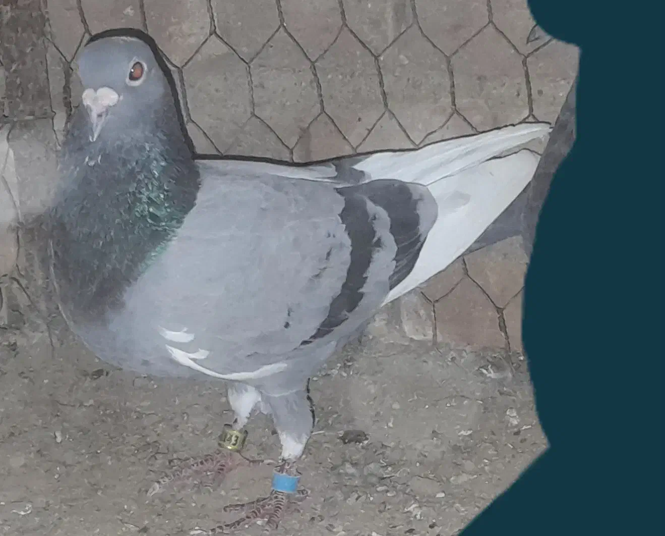 کبوتر|حیوانات|سبزوار, رباط|دیوار