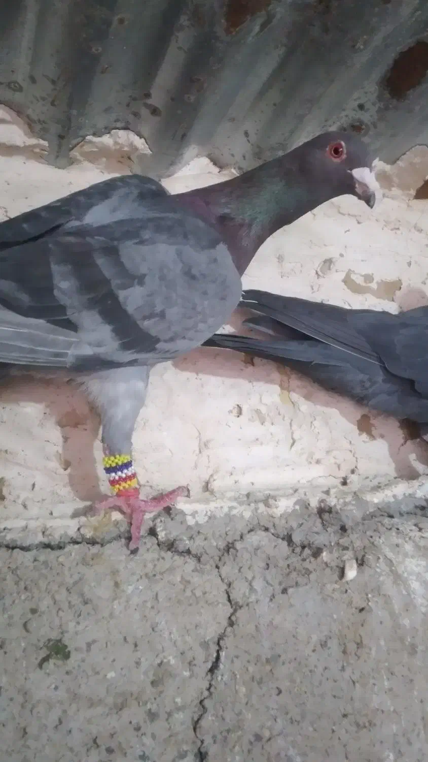 کبوتر سبز|پرنده|تاکستان, |دیوار