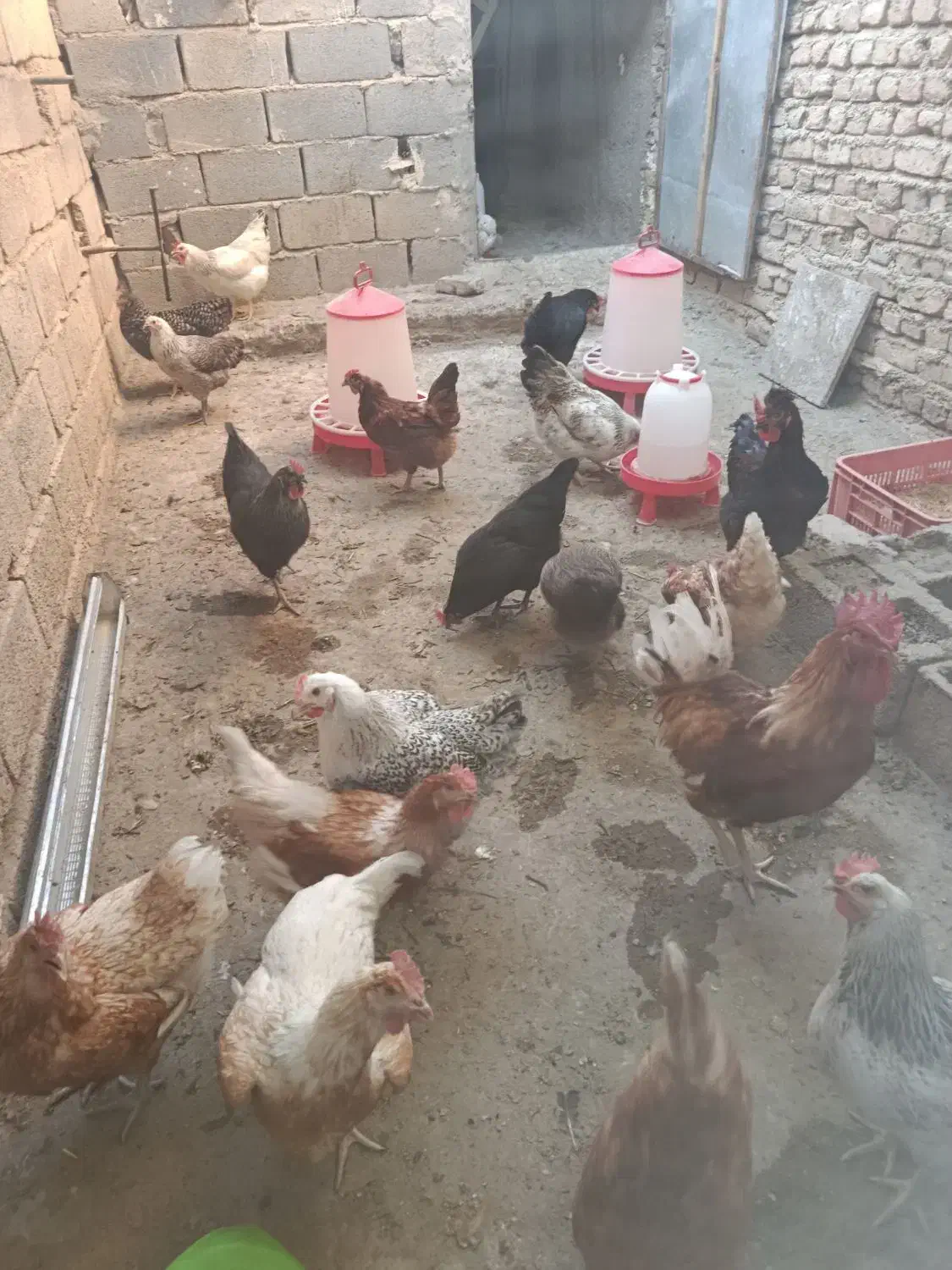 تخم مرغ رسمی گلپایگانی و جوجه یک روزه|حیوانات مزرعه|چهارباغ, |دیوار