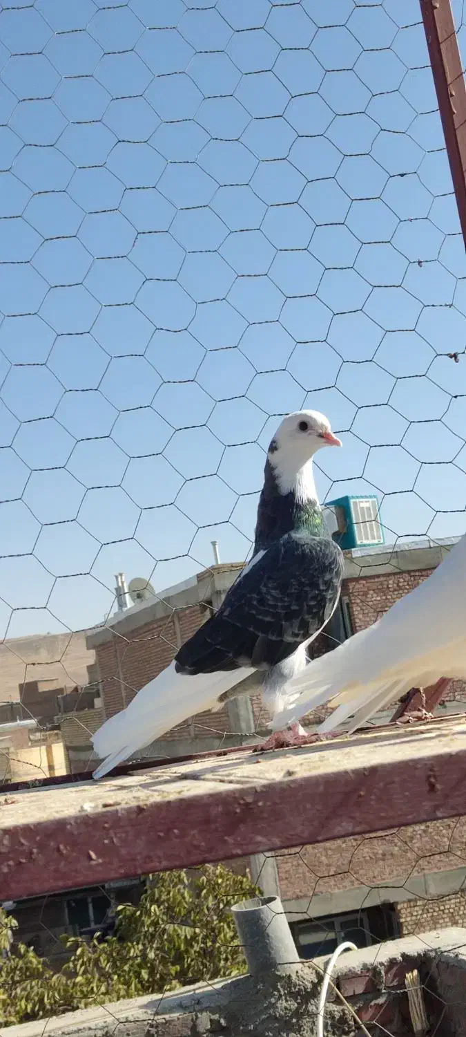 کبوتر|پرنده|بوکان, |دیوار