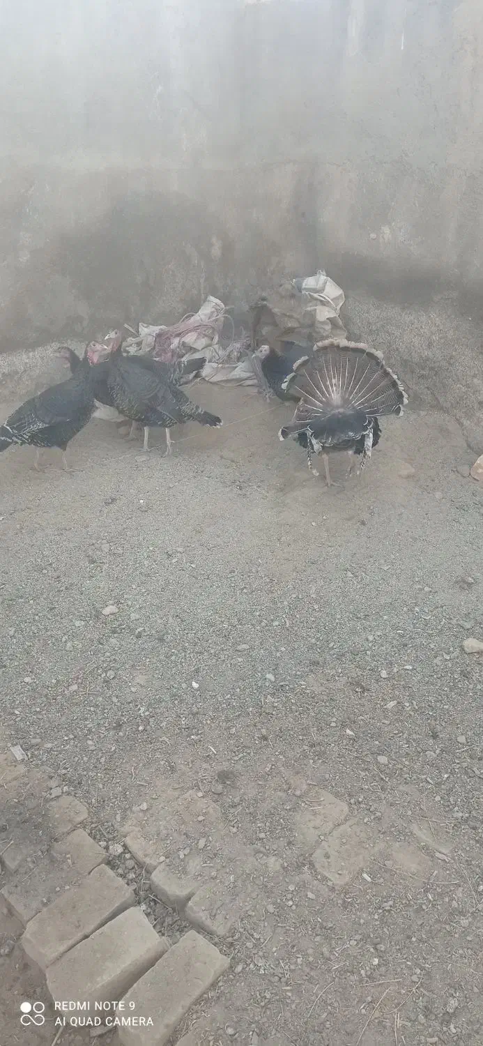 مرغ بوقلمون|حیوانات مزرعه|گلپایگان, |دیوار