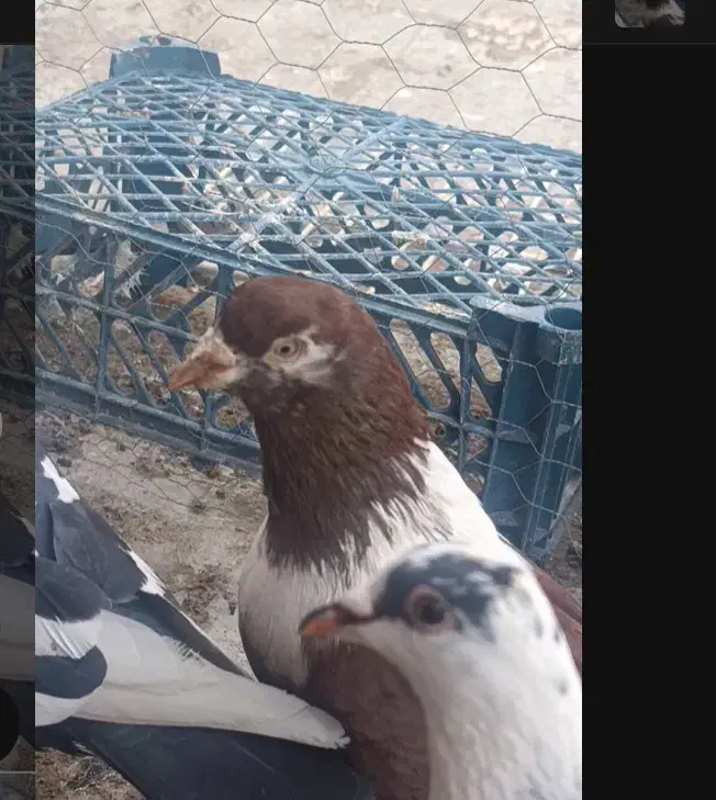 کلاغ سرخ|حیوانات|بجنورد, |دیوار