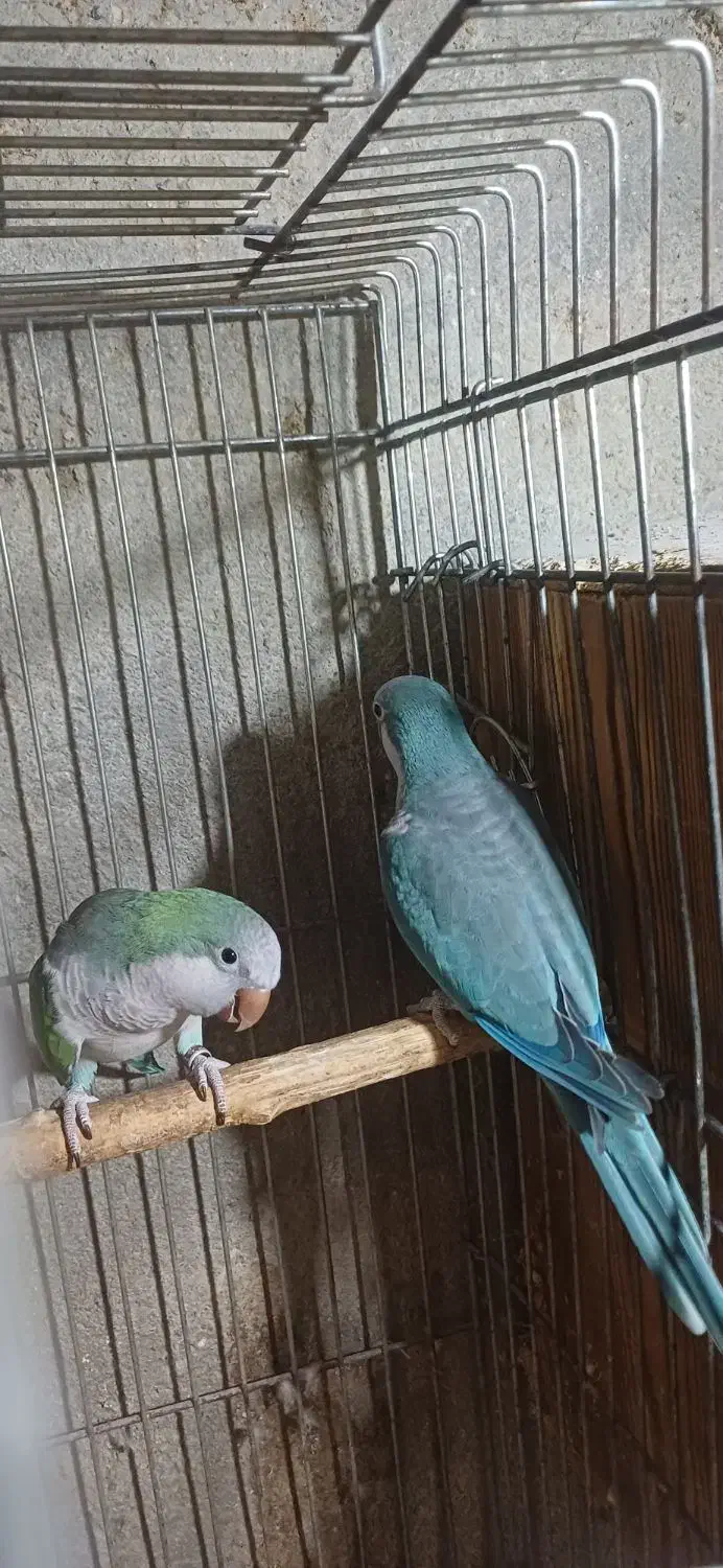 فروش جفت راهب|پرنده|ماسال, |دیوار