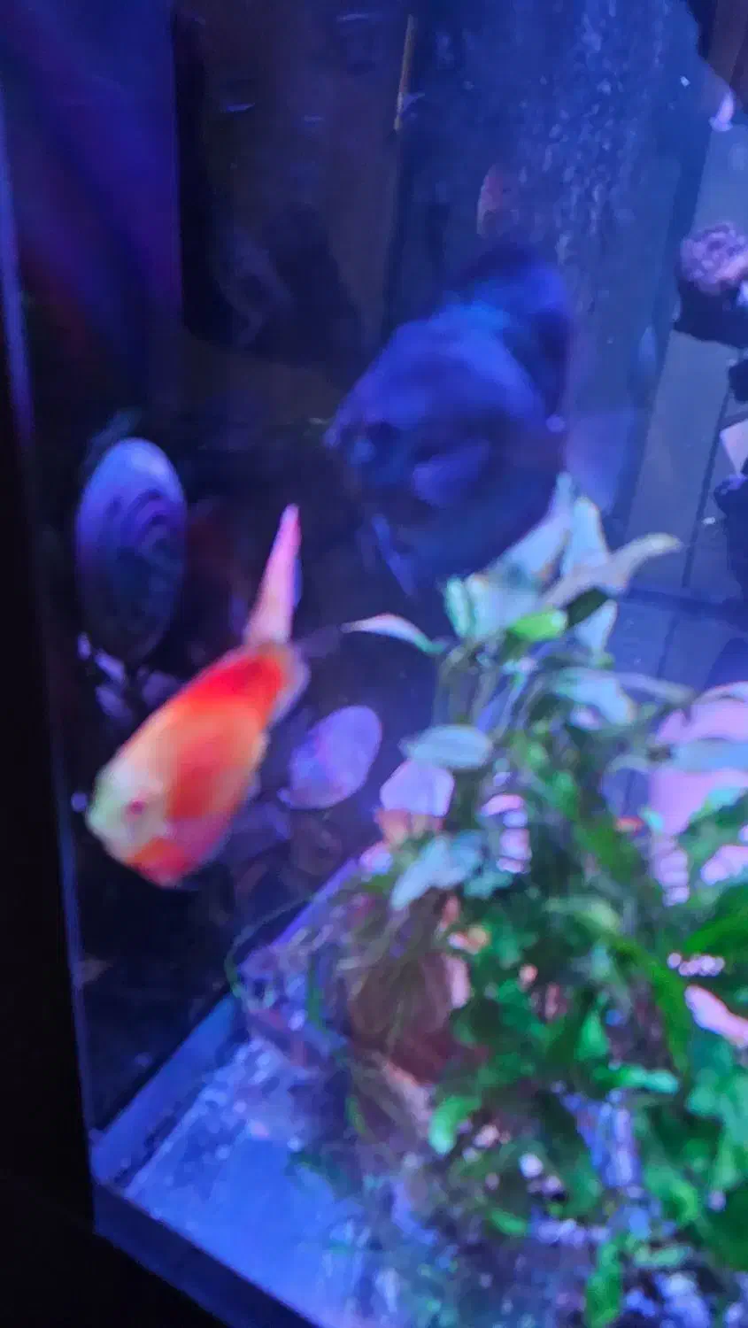 ماهی دیسکس و بلک نئون|ماهی|رشت, گلسار|دیوار