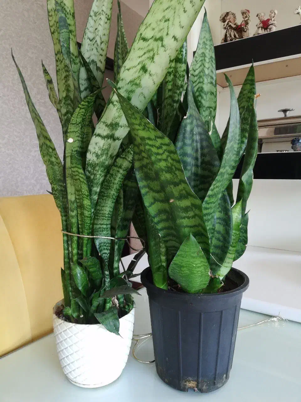 گل سانسوریا|گل و گیاه طبیعی|رشت, کوی مهر|دیوار