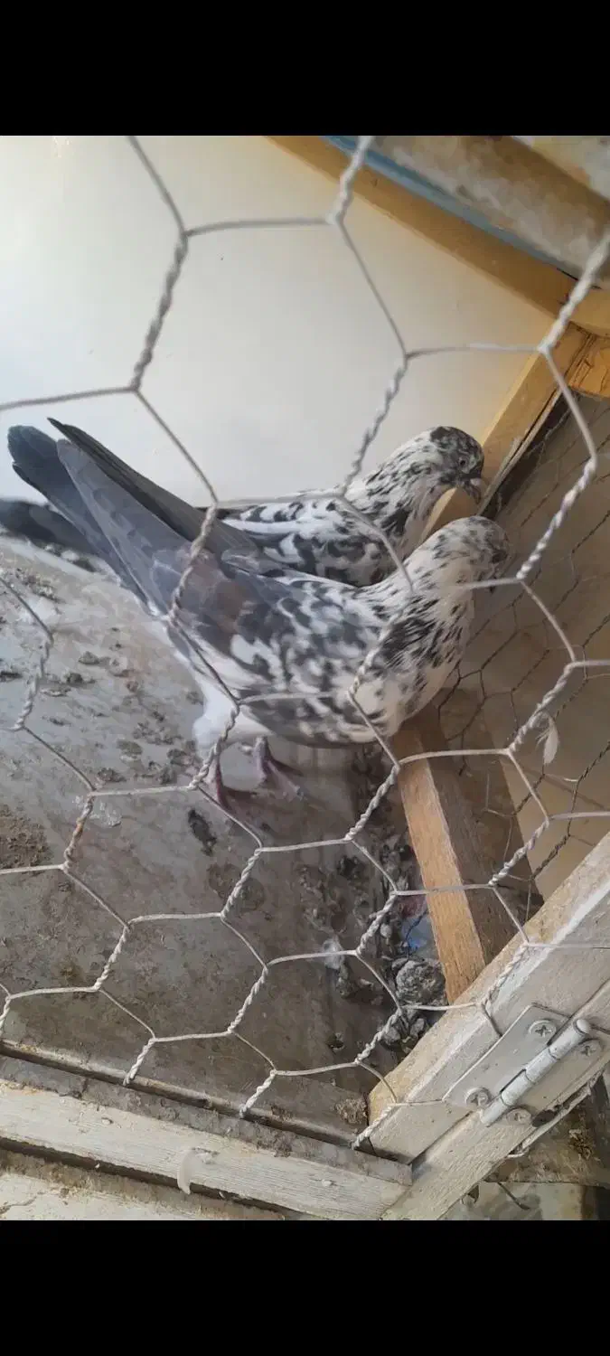 کبوتر پرشی|پرنده|بروجن, |دیوار