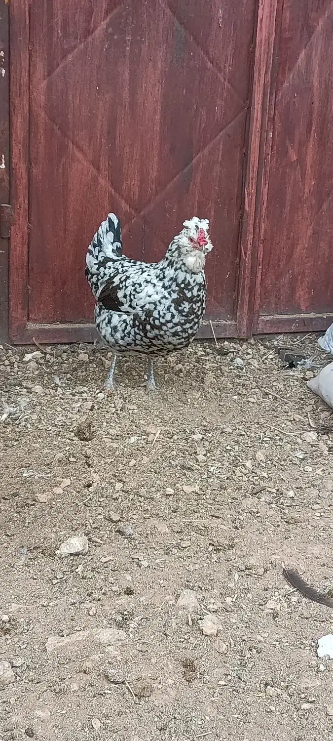 تخم مرغ گلین|حیوانات مزرعه|سمیرم, |دیوار