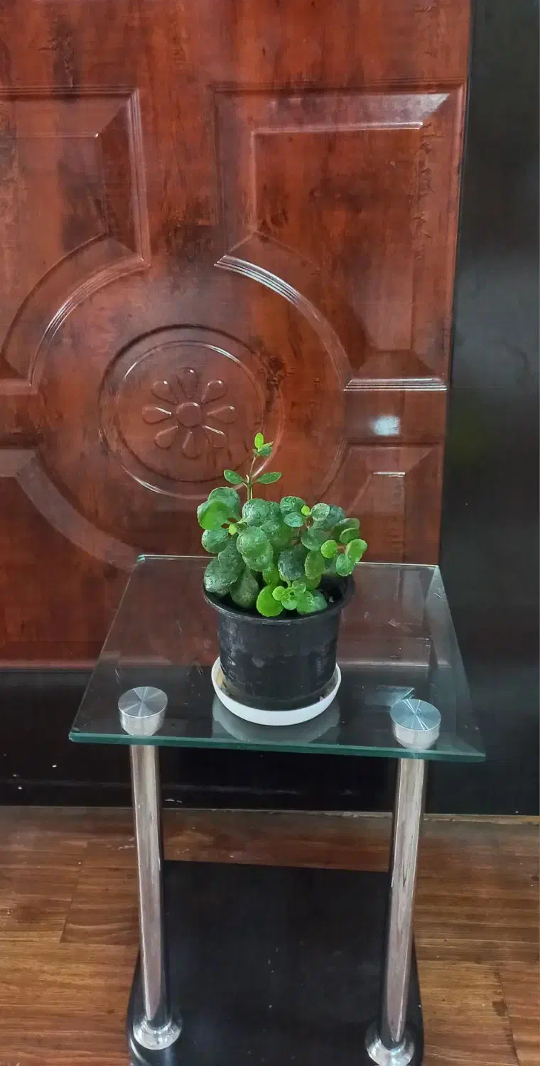 قلمه جوان و شاداب گل طبیعی|گل و گیاه طبیعی|اصفهان, طامه|دیوار